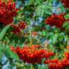 Rowan K